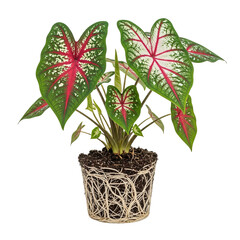Fototapeta premium Caladium mature plant with exposed root system isolated