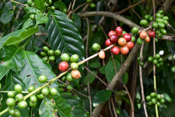 Arabica Coffee, Heavy Fruiting Coffee Plants, Robusta, Liberica, Red Coffee