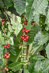 Arabica Coffee, Heavy Fruiting Coffee Plants, Robusta, Liberica, Red Coffee