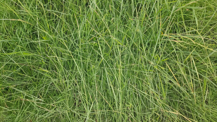 Fototapeta premium Close-Up Natural Green Grass Texture Background