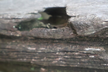 Close up wood texture for Background.
