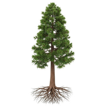 Coast Redwood young tree with exposed root system