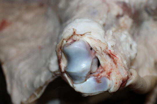 Close-up view of a cow leg showing muscle and bone structure in a food preparation setting