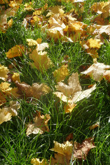 Autumn leaves on the sun that are laying on the ground, autumn season background