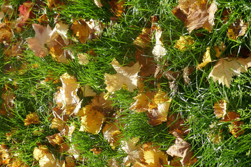 Autumn leaves on the sun that are laying on the ground, autumn season background