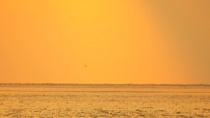 Ocean sunset bird flying over calm golden water, serene nature scene
