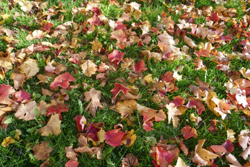 Autumn leaves on the sun that are laying on the ground, autumn season background
