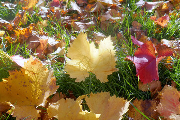 Autumn leaves on the sun that are laying on the ground, autumn season background