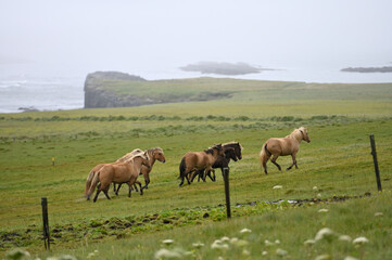 Icelandic horses.