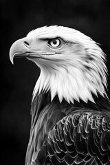 Fototapeta premium Bald eagle portrait in black and white
