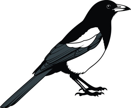 Isolated vector illustration of a magpie bird on a white background eps silhouette