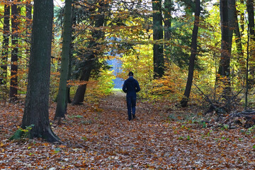 Fototapeta premium Man walking in forest or wood with trees with colorful autumn leaves during foliage