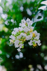 A close-up shot of delicate white Crape Myrtle (Lagerstroemia) flowers blooming on a tree, set against a beautifully blurred background of lush green foliage. The image captures the fresh, soft textur