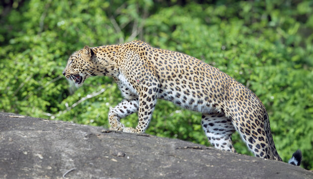 Sri Lankan leopard (Panthera pardus kotiya) walking along a rocky mountin path in Yala national park