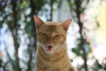 A portrait photo of an orange cat while it is meowing