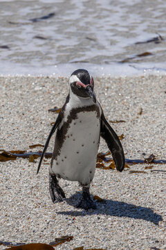 Sad South African penguin has come out of water and walking along the sandy coast. Spheniscus demersus. Black-footed or jackass penguin. South Africa, Cape Town, natural habitat of Spectacled penguins