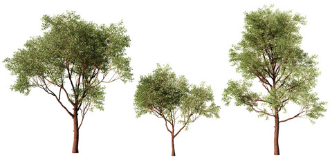 Corymbia calophylla marri trees with tall branching forms and dense green eucalyptus foliage © Frans Kazan