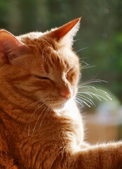Orange Tabby Cat with Green Eyes