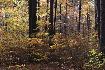 Colorful autumn leaves during foliage in forest or wood with trees