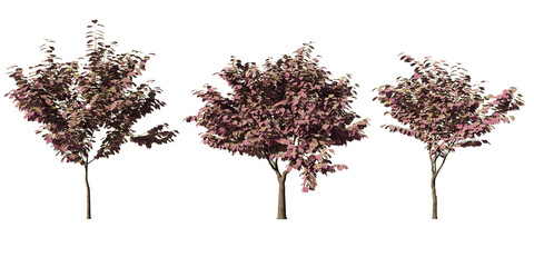 Naklejka premium Vibrant ‘Forest Pansy’ redbud trees with rich purple foliage in detailed botanical render