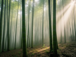 Obraz premium Misty Bamboo Forest with Sunlight Rays Through Trees
