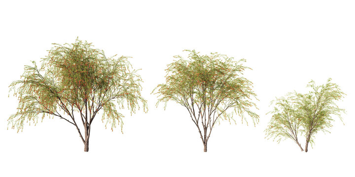 Weeping bottlebrush trees with slender arching branches and vibrant red flower clusters in a detailed botanical render