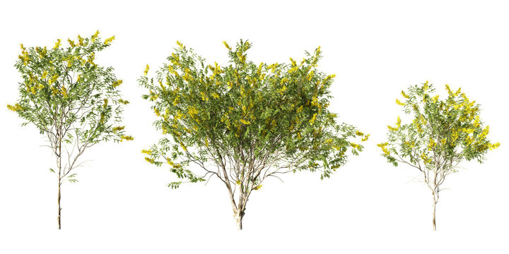 Caesalpinia ferrea trees with bright yellow blossoms and light mottled bark in a detailed botanical render
