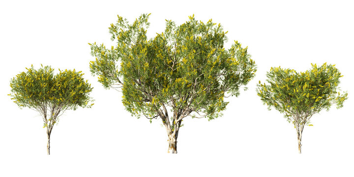 Mature Caesalpinia ferrea (Brazilian Ironwood) with yellow blossoms and spreading multi-stem crown in detailed botanical render