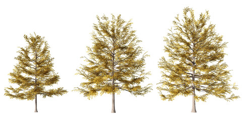 Autumn black gum trees with golden foliage and layered branching in detailed botanical render