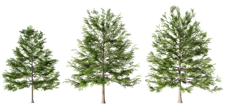 Spring black gum trees with fresh green foliage and distinctive tiered branching in detailed botanical render