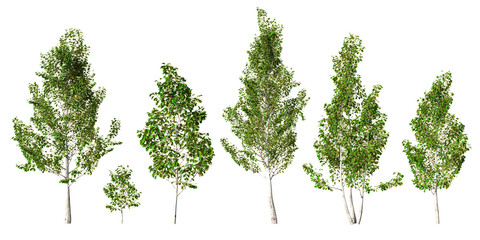 Obraz premium Himalayan birch trees with bright white bark and lush green foliage in detailed botanical render