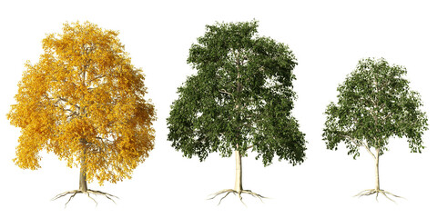 American beech trees in vibrant autumn gold and lush summer green with exposed root structures