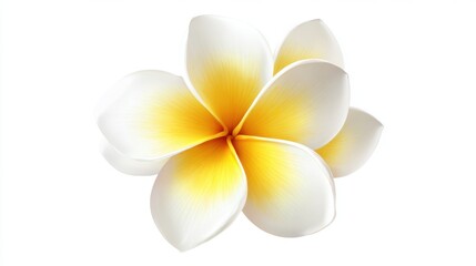 Fototapeta premium A stunning plumeria flower displays its smooth white petals with a hint of yellow at the center. This blossom reflects beauty and tranquility found in nature during a sunny day.