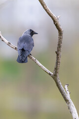 Eurasian jackdaw bird perched on bare branch in Prague