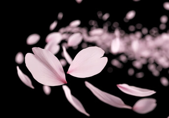 フォーカスされた花びらが舞う オーバーレイ用ロマンチック背景　桜吹雪　桜　舞う