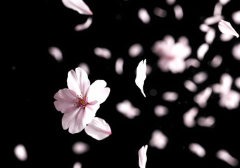 フォーカスされた花びらが舞う オーバーレイ用ロマンチック背景　桜吹雪　桜　舞う