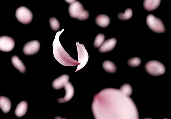 フォーカスされた花びらが舞う オーバーレイ用ロマンチック背景　桜吹雪　桜　舞う