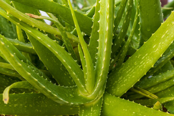 Obraz premium Macro Aloe Vera Plant,Multiple fleshy leaves of the plant known as aloe vera (Aloe vera)