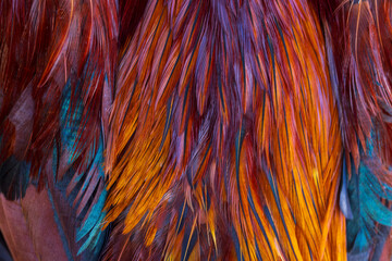 Close-up macro texture of chicken feathers,Macro photo of beautiful colorful chicken feathers.