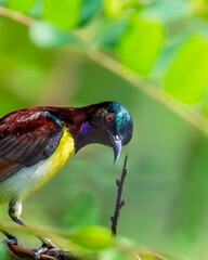 Fototapete bei efototapeten.de bestellen   