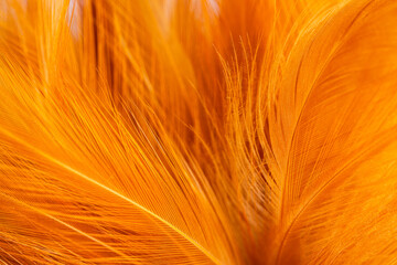 Brown chicken feather macro,Macro brown feather,macro photo of brown hen feathers. background or textura,Chicken feather macro,background soft chicken feather color brown and orange