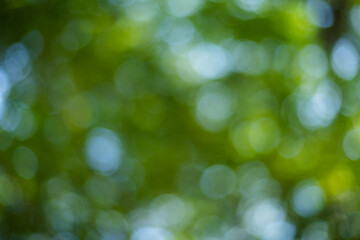 nature background,Green bokeh background from nature forest out of focus.