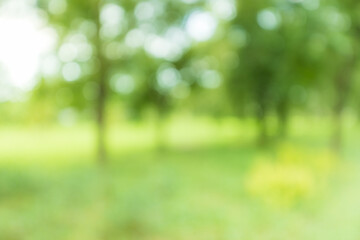 nature background,blur natural and light background in the park,Blurred of tree branch in garden with sunny flare light in morning.background of nature and environment concept