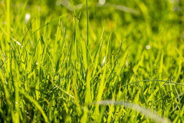 Green grass macro,nature background,empty green grass Meadow in perspective prospect . Shallow depth of field. freshly cut grass, macro low angle view shot with selective focus Mock up template.