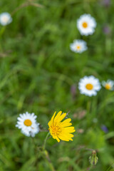 Fototapeta premium Yellow wildflower standing out among white daisies
