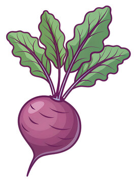 Purple beetroot clipart with leafy green top, rounded vector shape, flat colors, bold outline, transparent background.