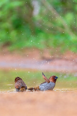 Fototapete bei efototapeten.de bestellen   