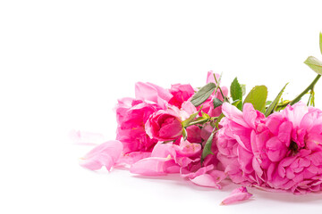 Minimalistic background roses and petals on a white background