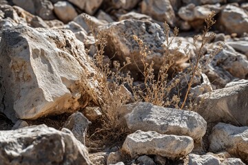 Fototapeta premium Seeds Fallen Among Thorns and Stones