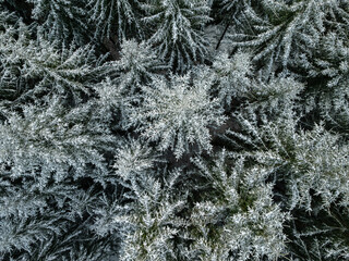 top view of snowy fir trees